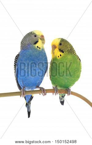 budgerigars australian parakeets isolated on white background