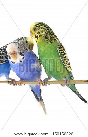 budgerigars australian parakeets isolated on white background