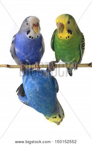 budgerigars australian parakeets isolated on white background