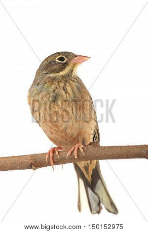 Reed Bunting in winter plumage (Emberiza schoeniclus)