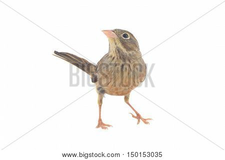 Reed Bunting in winter plumage (Emberiza schoeniclus)