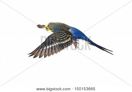 a blue budgie isolated on white background