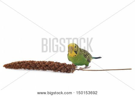 parrot eat a forage for birds isolated on white background