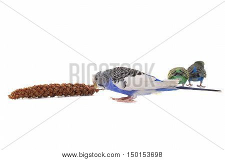 parrot eat a forage for birds  isolated on white background