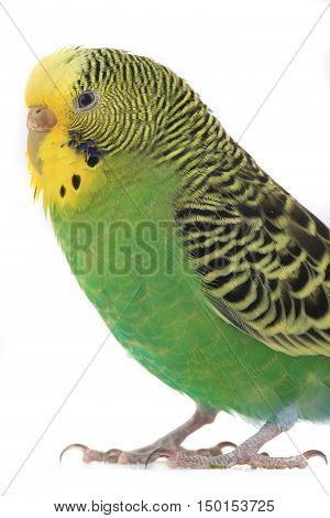 a portrait budgerigars isolated on white background