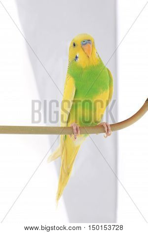 the yellow budgie isolated on white background