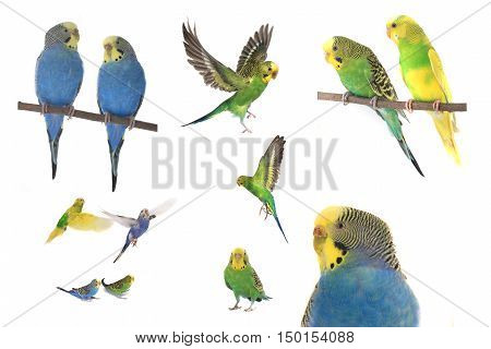 The a portrait budgerigars isolated on white background