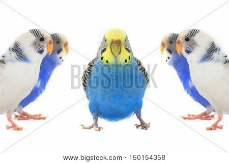 budgerigars australian parakeets isolated on white background