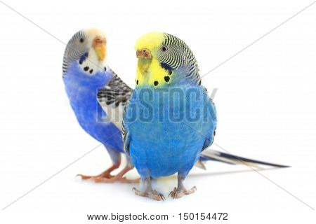two a budgerigars isolated on white background