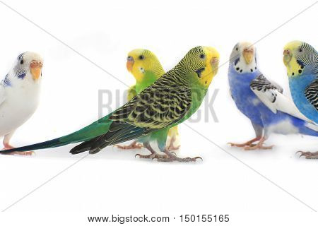 five a budgerigars isolated on white background