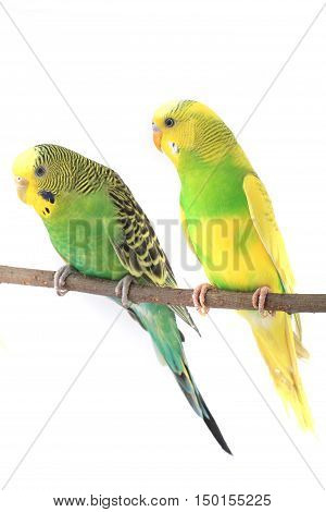 two a budgerigars isolated on white background