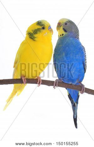 two a budgerigars isolated on white background