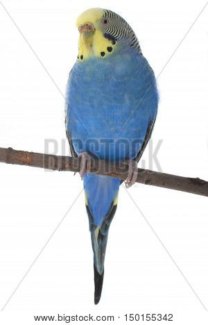 the a budgerigars isolated on white background