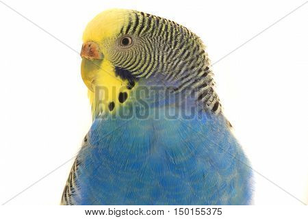 a portrait budgerigars isolated on white background