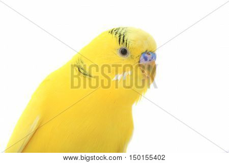 portrait budgerigars isolated on white background. studio