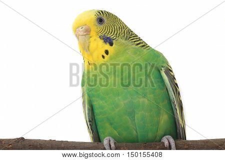 portrait budgerigars isolated on white background. studio