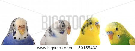 four budgerigars isolated on white background. studio