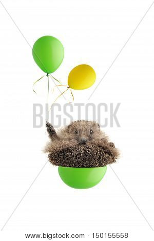 isolated hedgehog flying by balloons on a white background