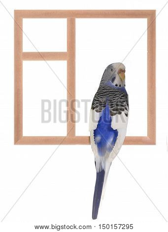 budgie sitting in a window isolated on white background