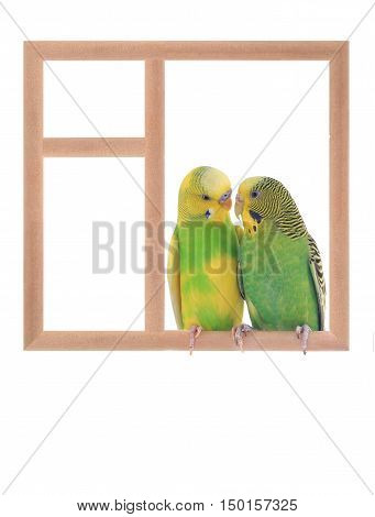 budgie sitting in a window isolated on white background