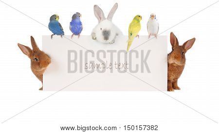 Rabbit and budgie with with a white background for text drawing