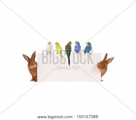 Rabbit and budgie with with a white background for text drawing