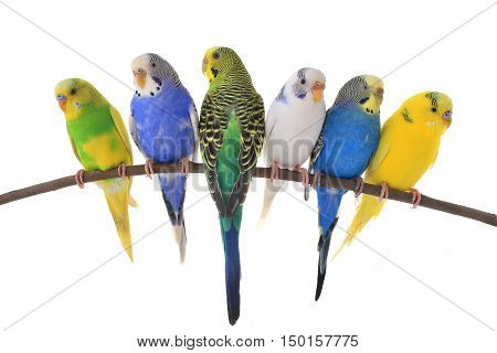 budgerigars australian parakeets isolated on white background
