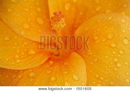 Flr441Z ibisco arancia