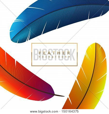 Blue feather background. Exotic bird feathers composition. Eps10 vector illustration.