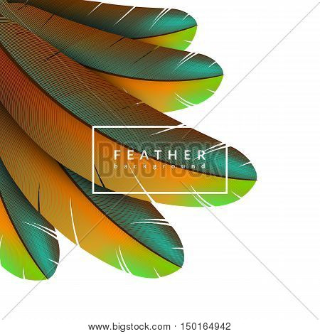 Colorful feather background. Beautiful bird feathers composition. Eps10 vector illustration.