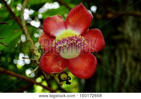 Beautiful red flowers Similar to the color of the sun