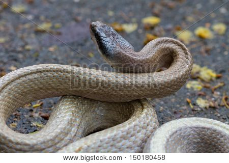 Rat Snake, Orthriophis Taeniurus Ridleyi