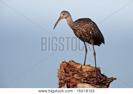 Limpkin (aramus Guarauna)