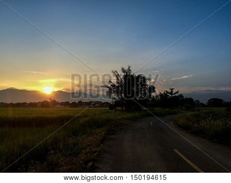 view sun sunset tree field Mountain Road