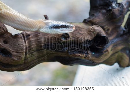 Rat Snake, Orthriophis Taeniurus Ridleyi