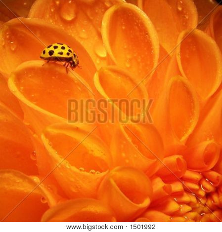 Oranžové Dahlia s žlutým Beruška