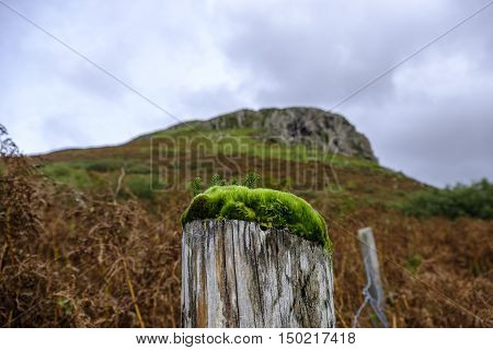 Vibrant green moss and algae growing on top of an old wooden fence post appears to form a miniature forest with the rugged peak of Cnoc Glas Heilla on the Isle of Skye Scotland in the background