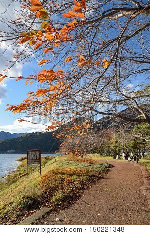Pedestrain walkway under row of tree in autumn near Kawaguchi lake (Kawaguchiko) Yamanashi prefecture Japan