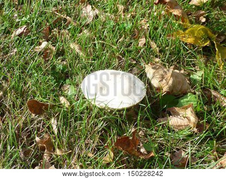 a mushroom or toad stool spring up in a grassy meadow.
