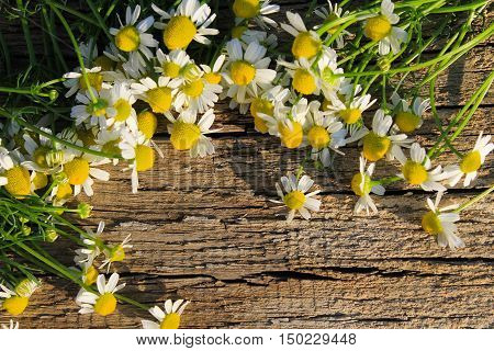 Medicinal camomile flowers on the wooden background