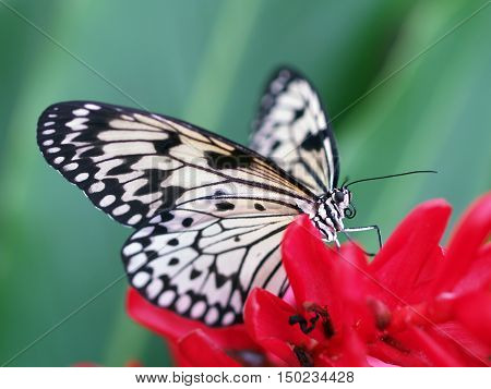 White swallowtail on the red flower - Paper kite - Idea leuconoe