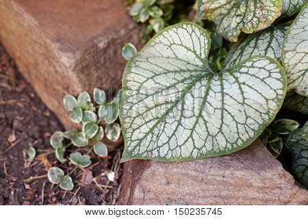 Brunera green leaf on the sandstone. Autumn garden