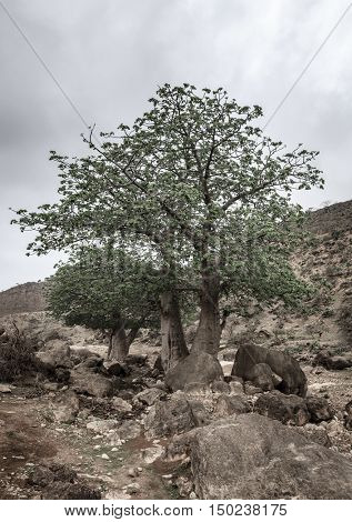 Baobab tree growing in wadi Hinna near Salalah, Oman