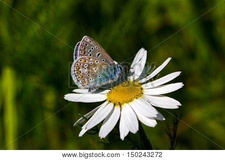 Close-up of lycaenidae butterfly on the aster flower.