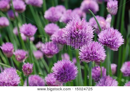 Bıçak bitkilerin tam çiçeklenme.  Portre sığ dof ile.  En yakın çiçeği seçmeli odaklanmak.