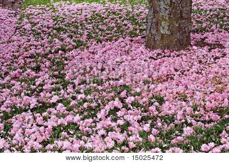 Appena caduto ciliegio alla base di un albero di ciliegio maturo in primavera.