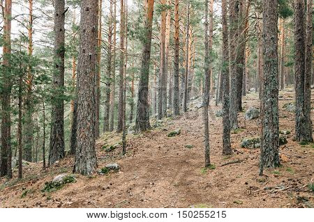 Pine Forest in the mountain a misty day of autumn