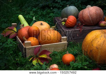 Diverse assortment of pumpkins in a wooden chest. Autumn harvest.