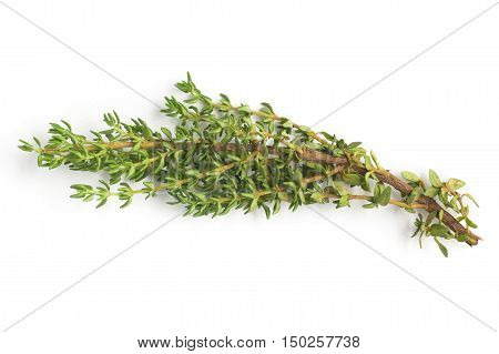 Bunch of Fresh Thyme isolated in white background