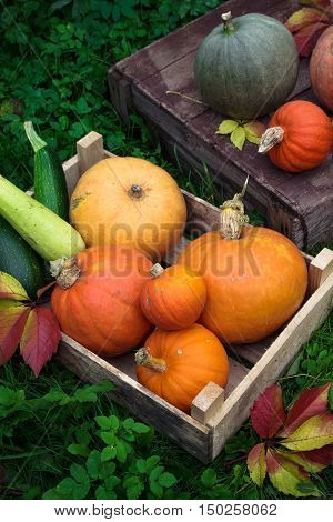 Colorful autumn decoration of pumpkins and squashes varieties.